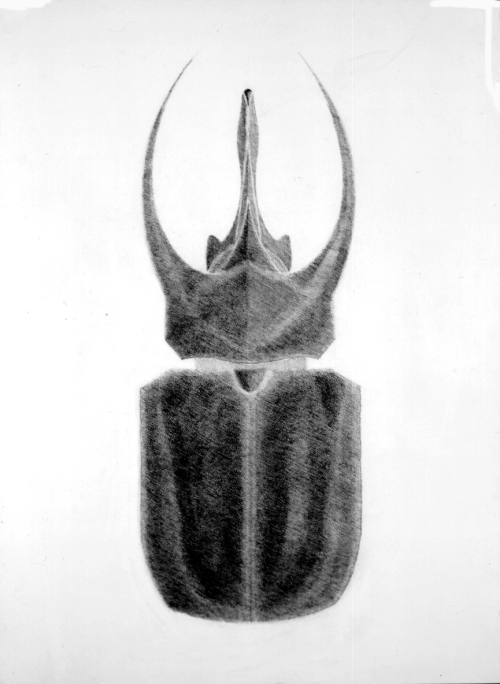 Chalcosoma atlas