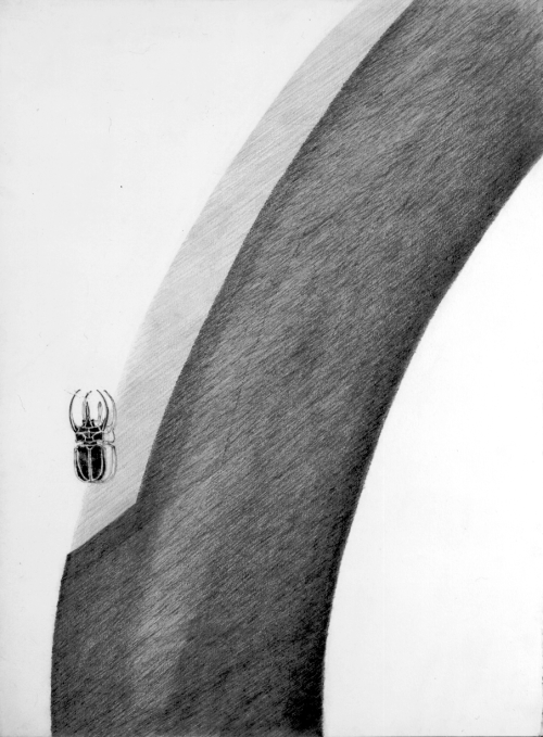 Chalcosoma atlas